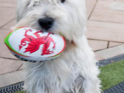 West Highland Terrier pups (2 boys 1 girl) in Kerry
